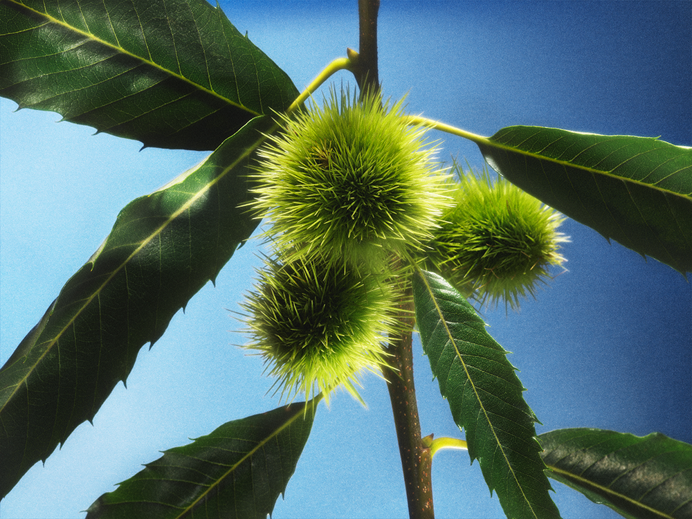 Close-up of a chestnut plant with focus on green chestnut burrs with spiky husks and long, pointed leaves against a blue wall, highlighting Bee People’s emphasis on mindfully sourcing nectar and pollen from high-quality plants.
