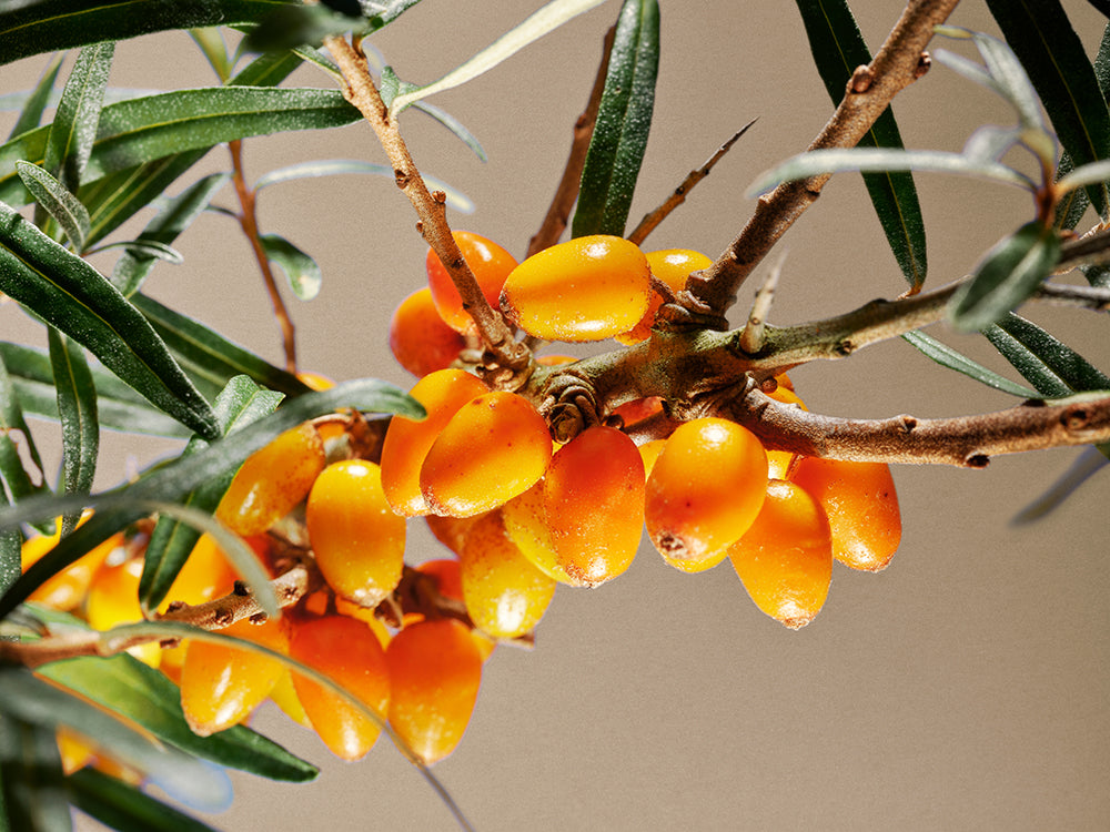 Close-up of a sea buckthorn branch with bright orange berries and thin, pointed leaves in front of a beige wall, representing Bee People’s focus on natural ingredients and Swiss quality.